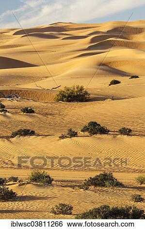 "Sand dunes, desert, Dubai, United Arab Emirates, Asia" View Large Photo Image Stock Photograph - "Sand dunes, desert, Dubai, United Arab Emirates, Asia". Fotosearch