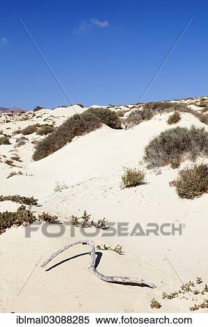 "Sand dunes, dune landscape, Risco del Paso, Fuerteventura, Canary Islands, Spain, Europe" View Large Photo Image Stock Photography - "Sand dunes, dune landscape, Risco del Paso, Fuerteventura, Canary Islands, Spain, Europe". Fotosearch