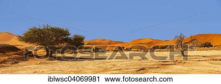 "Sand dunes, panorama, Sossusvlei, Namib Desert, Namib-Naukluft National Park, Namibia, Africa" View Large Photo Image Stock Image - "Sand dunes, panorama, Sossusvlei, Namib Desert, Namib-Naukluft National Park, Namibia, Africa". Fotosearch