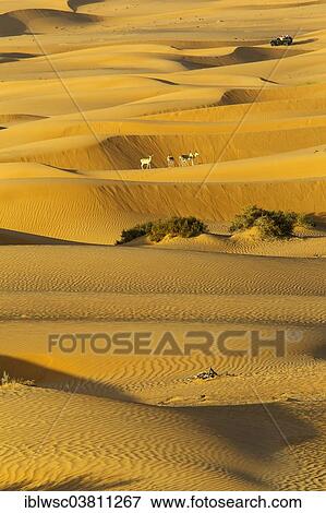 "Sand dunes, Springbok (Antidorcas marsupialis), desert, Dubai, United Arab Emirates, Asia" View Large Photo Image Stock Photo - "Sand dunes, Springbok (Antidorcas marsupialis), desert, Dubai, United Arab Emirates, Asia". Fotosearch