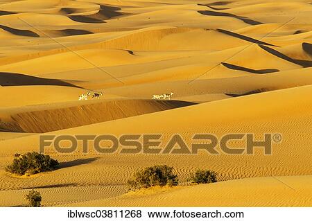 "Sand dunes, Springbok (Antidorcas marsupialis), desert, Dubai, United Arab Emirates, Asia" View Large Photo Image Stock Photo - "Sand dunes, Springbok (Antidorcas marsupialis), desert, Dubai, United Arab Emirates, Asia". Fotosearch