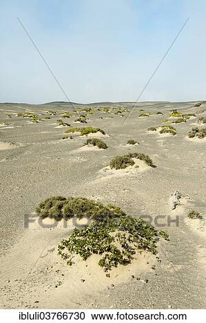 "Sand dunes with sparse vegetation, Skeleton Coast National Park, Khomas Region, Namibia, Africa" View Large Photo Image Stock Image - "Sand dunes with sparse vegetation, Skeleton Coast National Park, Khomas Region, Namibia, Africa". Fotosearch