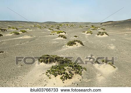 "Sand dunes with sparse vegetation, Skeleton Coast National Park, Khomas Region, Namibia, Africa" View Large Photo Image Stock Image - "Sand dunes with sparse vegetation, Skeleton Coast National Park, Khomas Region, Namibia, Africa". Fotosearch