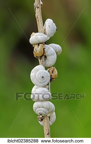 "Sand Hill Snails or Mediterranean Coastal Snails (Theba pisana) on a branch, Provence, Southern France, Europe" View Large Photo Image Stock Photo - "Sand Hill Snails or Mediterranean Coastal Snails (Theba pisana) on a branch, Provence, Southern France, Europe". Fotosearch