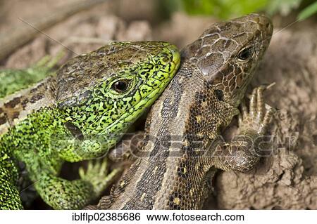 "Sand Lizard (Lacerta agilis), adult pair, close-up of heads, Mattheiser Wald, Rhineland-Palatinate, Germany, Europe" View Large Photo Image Stock Photograph - "Sand Lizard (Lacerta agilis), adult pair, close-up of heads, Mattheiser Wald, Rhineland-Palatinate, Germany, Europe". Fotosearch