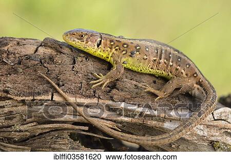 "Sand Lizard (Lacerta agilis), female, basking in the sun, just before egg deposition, Dortmund, Ruhr district, North Rhine-Westphalia, Germany, Europe" View Large Photo Image Stock Image - "Sand Lizard (Lacerta agilis), female, basking in the sun, just before egg deposition, Dortmund, Ruhr district, North Rhine-Westphalia, Germany, Europe". Fotosearch