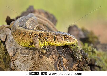 "Sand Lizard (Lacerta agilis), female, basking in the sun, just before egg deposition, Dortmund, Ruhr district, North Rhine-Westphalia, Germany, Europe" View Large Photo Image Stock Photo - "Sand Lizard (Lacerta agilis), female, basking in the sun, just before egg deposition, Dortmund, Ruhr district, North Rhine-Westphalia, Germany, Europe". Fotosearch