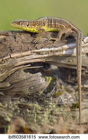 "Sand Lizard (Lacerta agilis), female, basking in the sun, just before egg deposition, Dortmund, Ruhr district, North Rhine-Westphalia, Germany, Europe" View Large Photo Image Stock Photography - "Sand Lizard (Lacerta agilis), female, basking in the sun, just before egg deposition, Dortmund, Ruhr district, North Rhine-Westphalia, Germany, Europe". Fotosearch