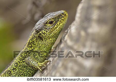 "Sand Lizard (Lacerta agilis), male, mating season colouring, Dortmund, Ruhr district, North Rhine-Westphalia, Germany, Europe" View Large Photo Image Stock Image - "Sand Lizard (Lacerta agilis), male, mating season colouring, Dortmund, Ruhr district, North Rhine-Westphalia, Germany, Europe". Fotosearch