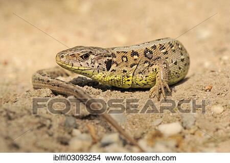 "Sand lizard (Lacerta agilis), North Rhine-Westphalia, Germany, Europe" View Large Photo Image Picture - "Sand lizard (Lacerta agilis), North Rhine-Westphalia, Germany, Europe". Fotosearch