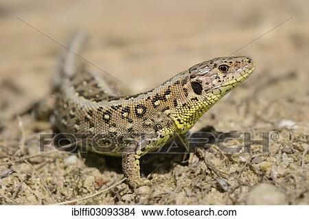 "Sand lizard (Lacerta agilis), North Rhine-Westphalia, Germany, Europe" View Large Photo Image Picture - "Sand lizard (Lacerta agilis), North Rhine-Westphalia, Germany, Europe". Fotosearch