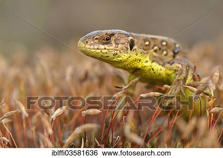 "Sand Lizard (Lacerta agilis) standing amidst moss spores, female, Dortmund, Ruhr district, North Rhine-Westphalia, Germany, Europe" View Large Photo Image Stock Photograph - "Sand Lizard (Lacerta agilis) standing amidst moss spores, female, Dortmund, Ruhr district, North Rhine-Westphalia, Germany, Europe". Fotosearch