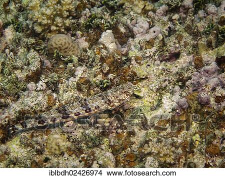 "Sand Lizardfish (Synodus dermatogenys), Mangrove Bay, Red Sea, Egypt, Africa" View Large Photo Image Picture - "Sand Lizardfish (Synodus dermatogenys), Mangrove Bay, Red Sea, Egypt, Africa". Fotosearch