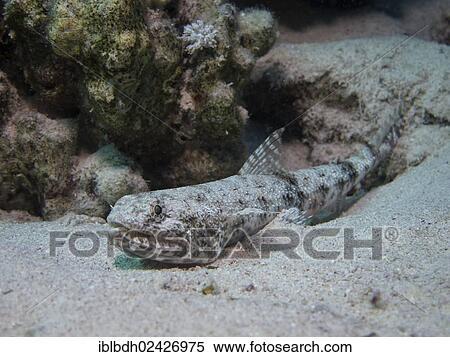 "Sand Lizardfish (Synodus dermatogenys), Mangrove Bay, Red Sea, Egypt, Africa" View Large Photo Image Stock Photography - "Sand Lizardfish (Synodus dermatogenys), Mangrove Bay, Red Sea, Egypt, Africa". Fotosearch