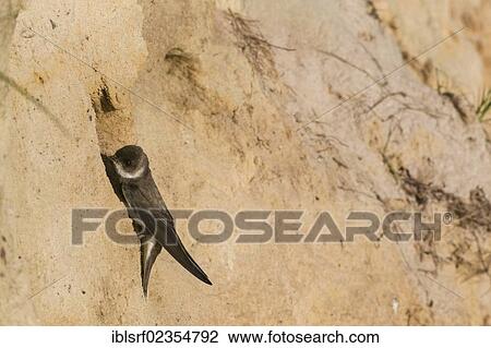 "Sand Martin (Riparia riparia), Bay of Luebeck, Schleswig-Holstein, Germany, Europe" View Large Photo Image Stock Image - "Sand Martin (Riparia riparia), Bay of Luebeck, Schleswig-Holstein, Germany, Europe". Fotosearch