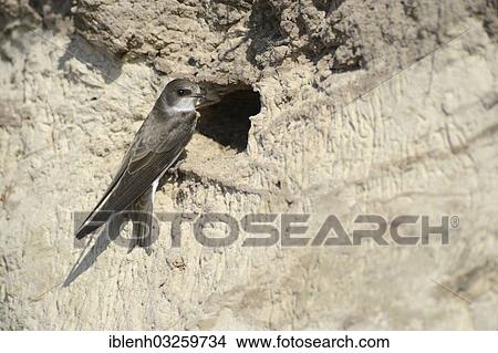 Picture - "Sand Martin (Riparia riparia) outside a breeding cave, Niederlangen, Emsland, Lower Saxony, Germany, Europe". Fotosearch