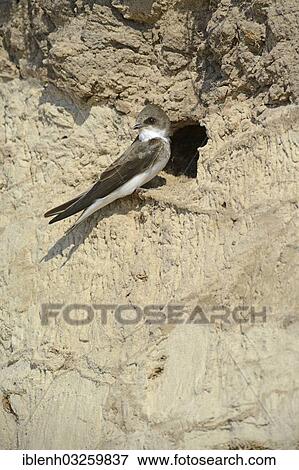 "Sand Martin (Riparia riparia) outside a breeding cave, Niederlangen, Emsland, Lower Saxony, Germany, Europe" View Large Photo Image Stock Photo - "Sand Martin (Riparia riparia) outside a breeding cave, Niederlangen, Emsland, Lower Saxony, Germany, Europe". Fotosearch