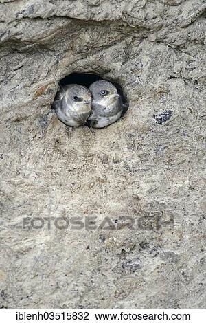 "Sand Martins or Bank Swallows (Riparia riparia) nestlings looking out of nesting hole, Niederlangen, Emsland, Lower Saxony, Germany, Europe" View Large Photo Image Stock Image - "Sand Martins or Bank Swallows (Riparia riparia) nestlings looking out of nesting hole, Niederlangen, Emsland, Lower Saxony, Germany, Europe". Fotosearch