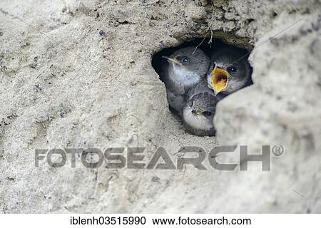 "Sand Martins or Bank Swallows (Riparia riparia) nestlings looking out of nesting hole, Niederlangen, Emsland, Lower Saxony, Germany, Europe" View Large Photo Image Stock Image - "Sand Martins or Bank Swallows (Riparia riparia) nestlings looking out of nesting hole, Niederlangen, Emsland, Lower Saxony, Germany, Europe". Fotosearch