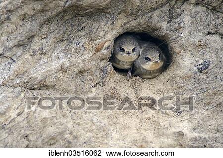 "Sand Martins or Bank Swallows (Riparia riparia) nestlings looking out of nesting hole, Niederlangen, Emsland, Lower Saxony, Germany, Europe" View Large Photo Image Stock Image - "Sand Martins or Bank Swallows (Riparia riparia) nestlings looking out of nesting hole, Niederlangen, Emsland, Lower Saxony, Germany, Europe". Fotosearch
