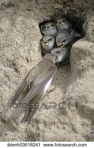 "Sand Martins or Bank Swallows (Riparia riparia), adult bird feeding nestlings at nesting hole, Niederlangen, Emsland, Lower Saxony, Germany, Europe" View Large Photo Image Stock Image - "Sand Martins or Bank Swallows (Riparia riparia), adult bird feeding nestlings at nesting hole, Niederlangen, Emsland, Lower Saxony, Germany, Europe". Fotosearch