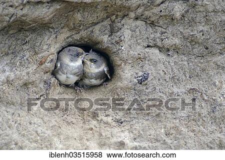 Stock Photo - "Sand Martins or Bank Swallows (Riparia riparia) nestlings looking out of nesting hole, Niederlangen, Emsland, Lower Saxony, Germany, Europe". Fotosearch