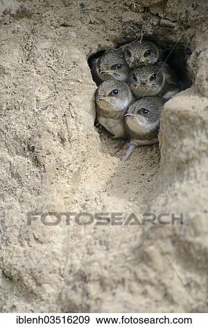 Stock Photo - "Sand Martins or Bank Swallows (Riparia riparia) nestlings looking out of nesting hole, Niederlangen, Emsland, Lower Saxony, Germany, Europe". Fotosearch
