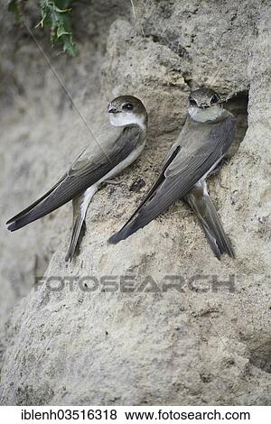 Stock Photo - "Sand Martins or Bank Swallows (Riparia riparia), adult birds perched outside nesting hole, Niederlangen, Emsland, Lower Saxony, Germany, Europe". Fotosearch