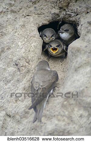 Stock Photo - "Sand Martins or Bank Swallows (Riparia riparia), adult bird with nestlings at nesting hole, Niederlangen, Emsland, Lower Saxony, Germany, Europe". Fotosearch