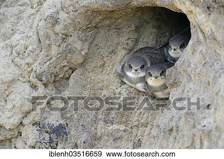 Stock Photo - "Sand Martins or Bank Swallows (Riparia riparia) nestlings looking out of nesting hole, Niederlangen, Emsland, Lower Saxony, Germany, Europe". Fotosearch