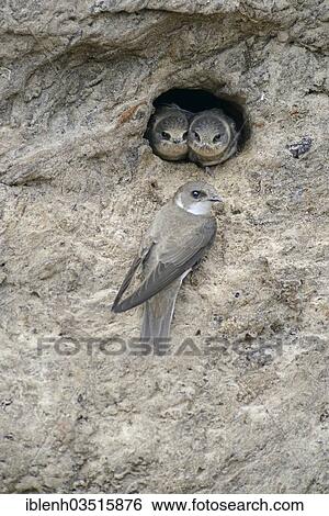 Stock Photograph - "Sand Martins or Bank Swallows (Riparia riparia), adult bird with nestlings at nesting hole, Niederlangen, Emsland, Lower Saxony, Germany, Europe". Fotosearch
