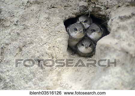 Stock Photograph - "Sand Martins or Bank Swallows (Riparia riparia) nestlings looking out of nesting hole, Niederlangen, Emsland, Lower Saxony, Germany, Europe". Fotosearch