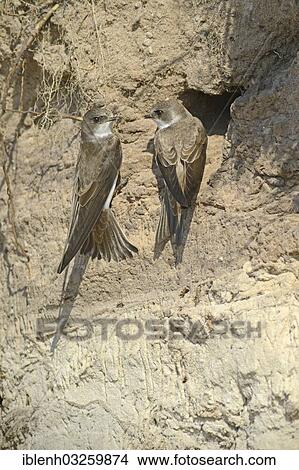 "Sand Martins (Riparia riparia) outside a breeding cave, Niederlangen, Emsland, Lower Saxony, Germany, Europe" View Large Photo Image Picture - "Sand Martins (Riparia riparia) outside a breeding cave, Niederlangen, Emsland, Lower Saxony, Germany, Europe". Fotosearch