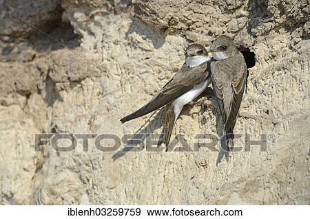 "Sand Martins (Riparia riparia) outside a breeding cave, Niederlangen, Emsland, Lower Saxony, Germany, Europe" View Large Photo Image Stock Photo - "Sand Martins (Riparia riparia) outside a breeding cave, Niederlangen, Emsland, Lower Saxony, Germany, Europe". Fotosearch