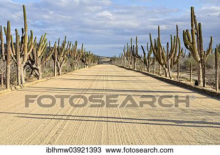 "Sand road, freshly prepared, with Mexican giant cardons (Pachycereus pringlei) to Bahia de los Suenos, Los Planes, Baja California Sur, Mexico, North America" View Large Photo Image Stock Image - "Sand road, freshly prepared, with Mexican giant cardons (Pachycereus pringlei) to Bahia de los Suenos, Los Planes, Baja California Sur, Mexico, North America". Fotosearch