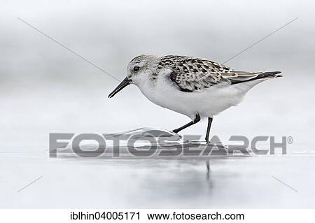 Stock Image - "Sanderling (Calidris alba), feeding on jellyfish, basic plumage, mudflat, Wadden Sea, Baltic Sea, Mecklenburg-Vorpommern, Germany, Europe". Fotosearch