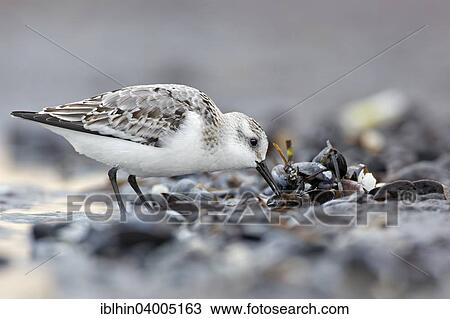 "Sanderling (Calidris alba), foraging, basic plumage, mudflat, Wadden Sea, Baltic Sea, Mecklenburg-Vorpommern, Germany, Europe" View Large Photo Image Stock Image - "Sanderling (Calidris alba), foraging, basic plumage, mudflat, Wadden Sea, Baltic Sea, Mecklenburg-Vorpommern, Germany, Europe". Fotosearch