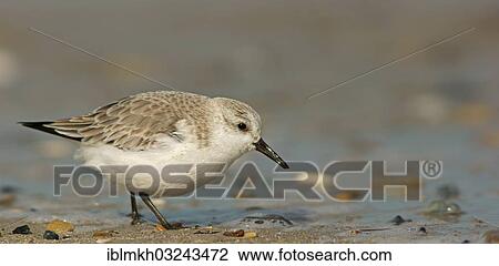 "Sanderling (Calidris alba), Helgoland, Schleswig-Holstein, Germany, Europe" View Large Photo Image Stock Image - "Sanderling (Calidris alba), Helgoland, Schleswig-Holstein, Germany, Europe". Fotosearch