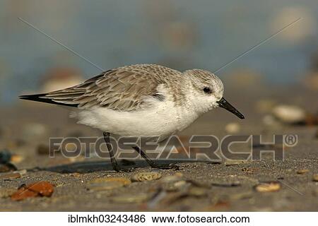 "Sanderling (Calidris alba), Helgoland, Schleswig-Holstein, Germany, Europe" View Large Photo Image Stock Photograph - "Sanderling (Calidris alba), Helgoland, Schleswig-Holstein, Germany, Europe". Fotosearch