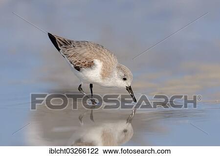 Stock Image - "Sanderling (Calidris alba) in winter plumage, foraging for food, Sanibel Island, Florida, United States, North America". Fotosearch