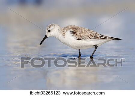 "Sanderling (Calidris alba) in winter plumage, Sanibel Island, Florida, United States, North America" View Large Photo Image Stock Image - "Sanderling (Calidris alba) in winter plumage, Sanibel Island, Florida, United States, North America". Fotosearch