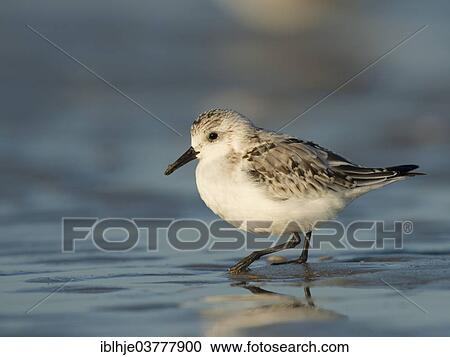 "Sanderling (Calidris alba), North Holland, Netherlands" View Large Photo Image Stock Image - "Sanderling (Calidris alba), North Holland, Netherlands". Fotosearch