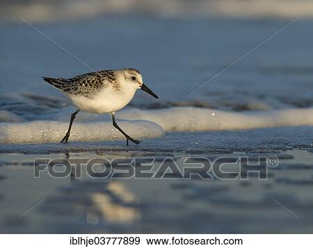 "Sanderling (Calidris alba), North Holland, Netherlands" View Large Photo Image Stock Photo - "Sanderling (Calidris alba), North Holland, Netherlands". Fotosearch