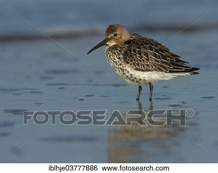 Stock Photograph - "Sanderling (Calidris alba), North Holland, Netherlands". Fotosearch