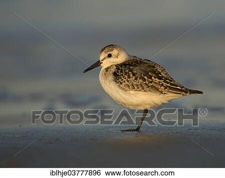 Stock Photograph - "Sanderling (Calidris alba), North Holland, Netherlands". Fotosearch