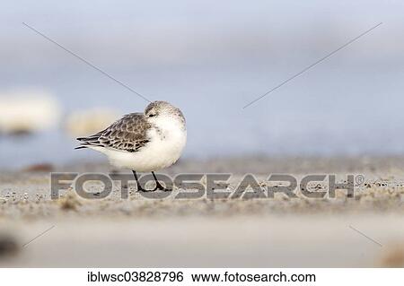Stock Photograph - "Sanderling (Calidris alba), Heligoland, Schleswig-Holstein, Germany, Europe". Fotosearch