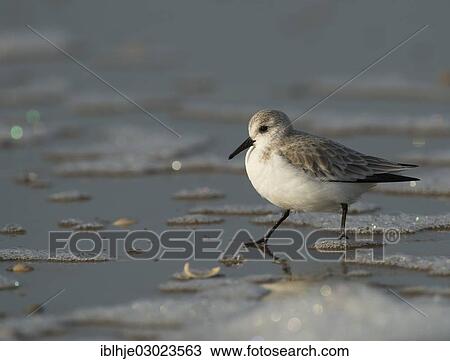 "Sanderling (Calidris alba), Texel, The Netherlands, Europe" View Large Photo Image Stock Image - "Sanderling (Calidris alba), Texel, The Netherlands, Europe". Fotosearch