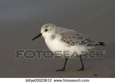 "Sanderling (Calidris alba), Texel, The Netherlands, Europe" View Large Photo Image Stock Image - "Sanderling (Calidris alba), Texel, The Netherlands, Europe". Fotosearch