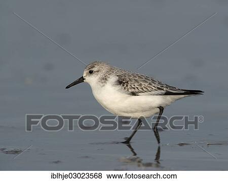 "Sanderling (Calidris alba), Texel, The Netherlands, Europe" View Large Photo Image Stock Photo - "Sanderling (Calidris alba), Texel, The Netherlands, Europe". Fotosearch
