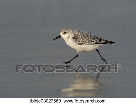 "Sanderling (Calidris alba), Texel, The Netherlands, Europe" View Large Photo Image Stock Photo - "Sanderling (Calidris alba), Texel, The Netherlands, Europe". Fotosearch